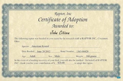 Download USA Raptor Inc certificate of adoption Photoshop template